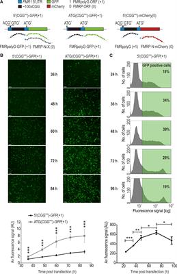 Quantitative Evaluation of Toxic Polyglycine Biosynthesis and Aggregation in Cell Models Expressing Expanded CGG Repeats